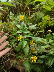 Bidens sandvicensis sandvicensis