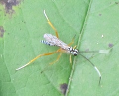 Polycyrtus neglectus