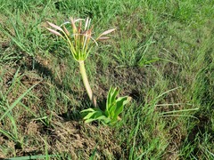 Crinum buphanoides