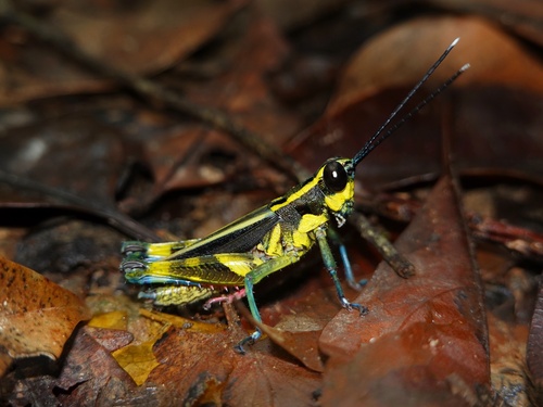 Subspecies Traulia ornata iriomotensis · iNaturalist