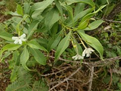 Scaevola gaudichaudiana