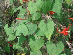 Ipomoea hederifolia