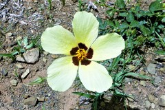 Hibiscus pusillus