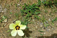 Hibiscus pusillus