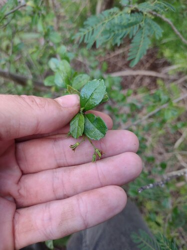 Ehretia microphylla