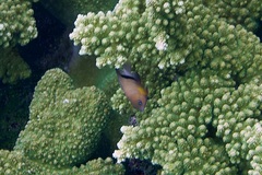 Plectroglyphidodon dickii