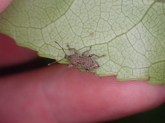 Chalepistes compressus