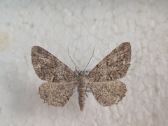 Peribatodes secundaria