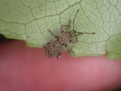 Chalepistes compressus