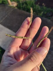 Paspalum fimbriatum