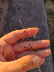Dichanthium annulatum annulatum
