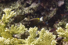 Acanthurus nigricans