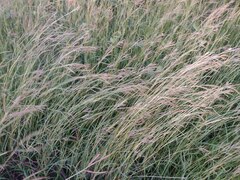 Dichanthium aristatum