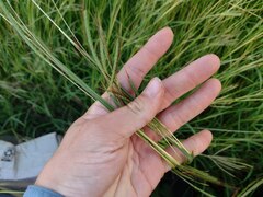 Dichanthium aristatum