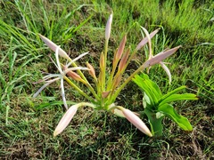 Crinum buphanoides