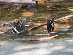 Papilio polytes romulus