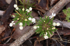 Stylidium rhynchocarpum
