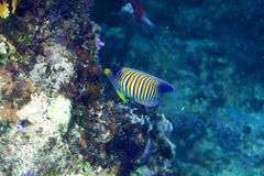 Pygoplites diacanthus