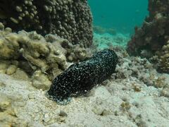 Holothuria atra
