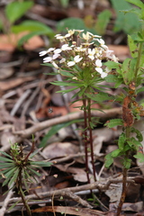 Stylidium rhynchocarpum