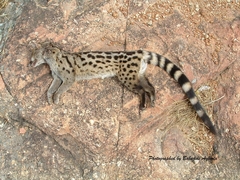 Genetta maculata