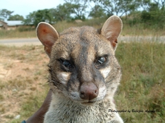 Genetta maculata
