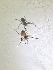 Nephilengys malabarensis