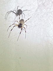 Nephilengys malabarensis