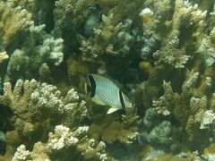 Chaetodon trifascialis