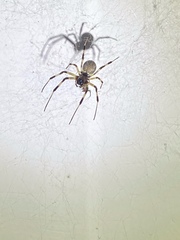 Nephilengys malabarensis