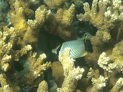 Chaetodon trifascialis