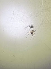 Nephilengys malabarensis