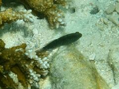 Asterropteryx semipunctata