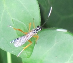 Polycyrtus neglectus