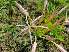 Crinum buphanoides