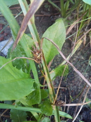 Carex secalina