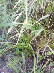 Carex secalina