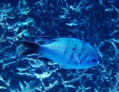 Abudefduf whitleyi