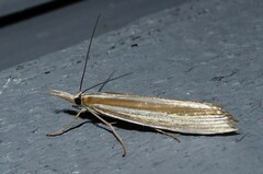 Orocrambus angustipennis