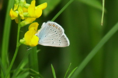 Polyommatus amandus