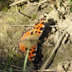 Nymphalis polychloros