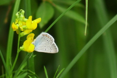 Polyommatus amandus