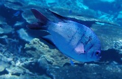 Abudefduf whitleyi