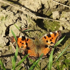 Nymphalis polychloros