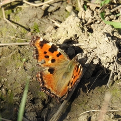 Nymphalis polychloros