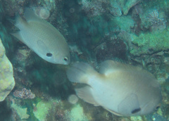 Pomacentrus alexanderae