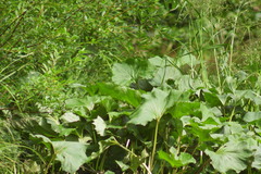 Petasites radiatus