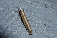 Orocrambus angustipennis