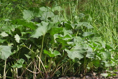 Petasites radiatus
