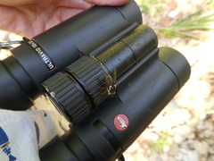 Scaptia